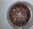 Cooking Competition